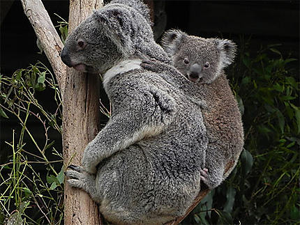 Maman koala et son petit
