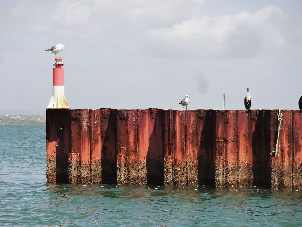 Les gardes du Port de Culatra