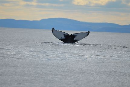 Une baleine dans le Saint-Laurent