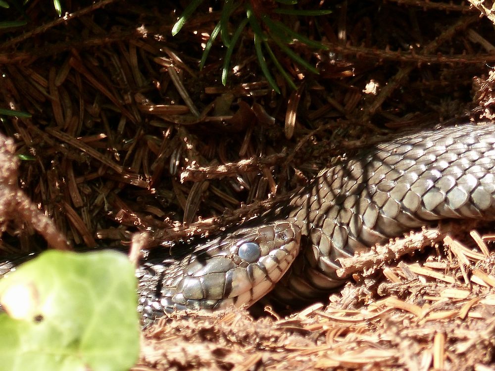 La couleuvre au soleil jardin botanique 