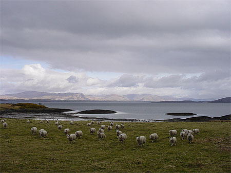Paysage avec moutons Paysage avec moutons