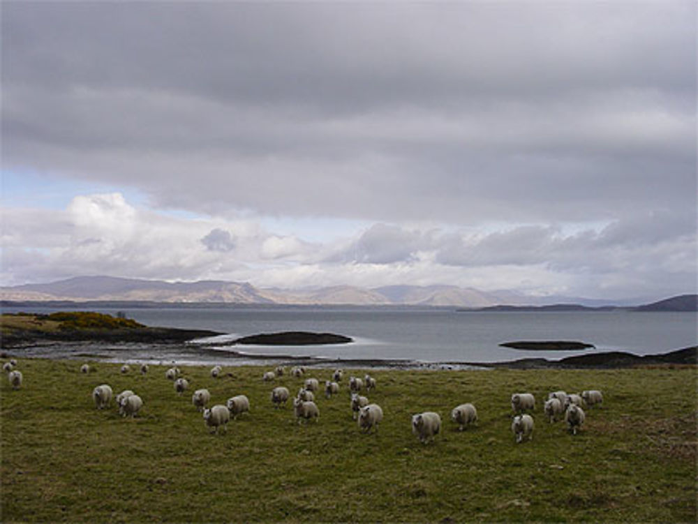 Paysage avec moutons