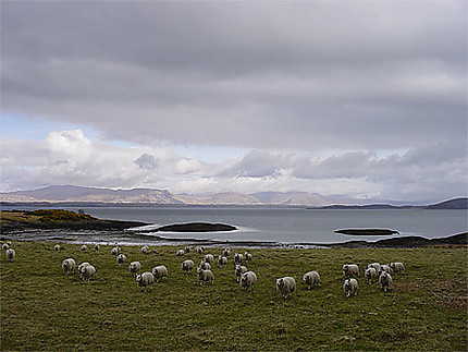 Paysage avec moutons