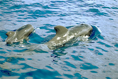 Baleine Globicéphale Baleine Globicéphale