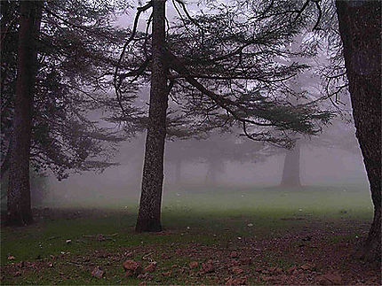 Brume dans la forêt de cêdres près d'Azrou