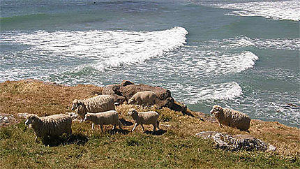 Moutons de l'Otago