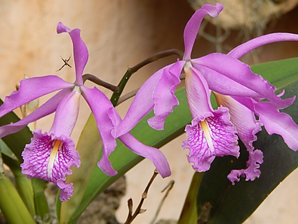 Orchidée - Jardin botanique