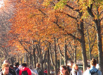 Paris en automne, Champs-Élysées