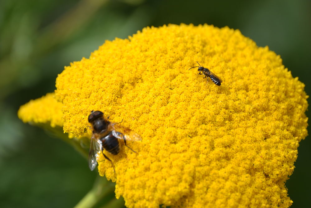 Les insectes et l'achillée à Chaumard