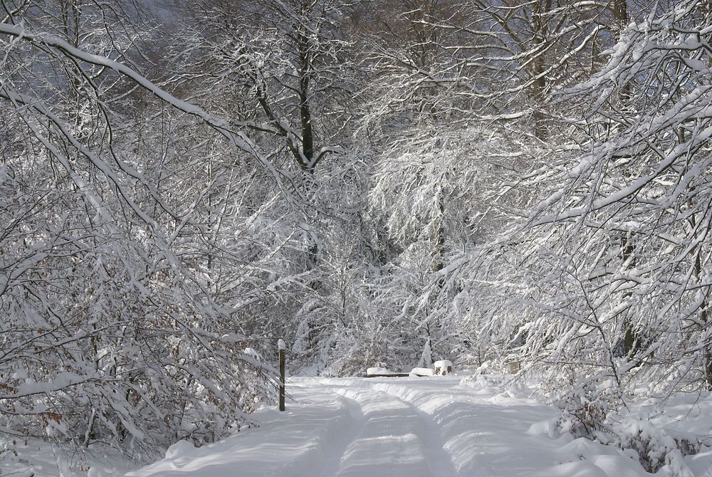 Féerie hivernale