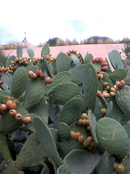 Figues et cactus dans les jardins sauvages de la citadelle