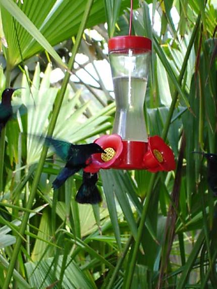 Joli colibri au jardin de Balata