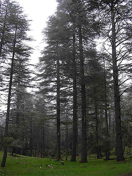 Forêt de cêdres où poussent les morilles près Azrou