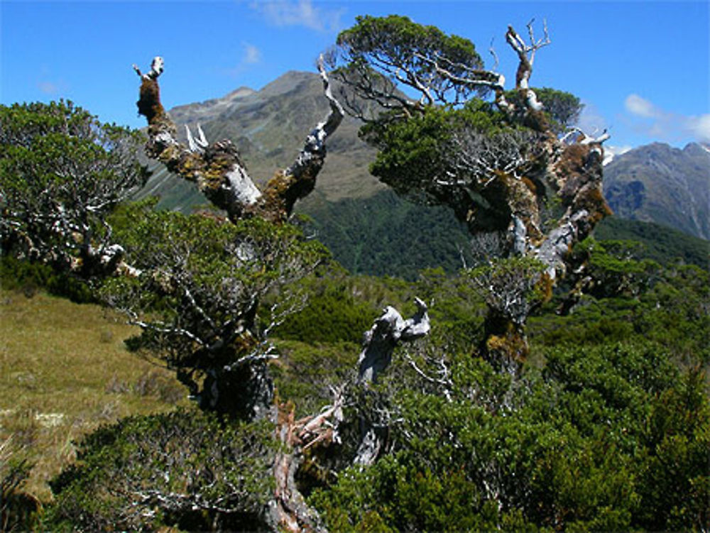 Sculptures végétales