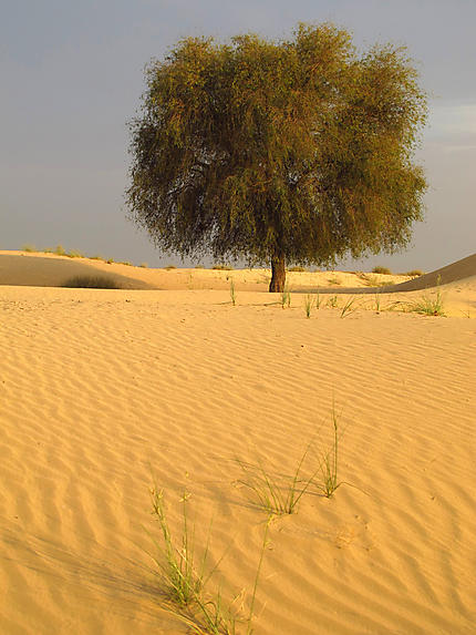 Arbre au milieu des dunes