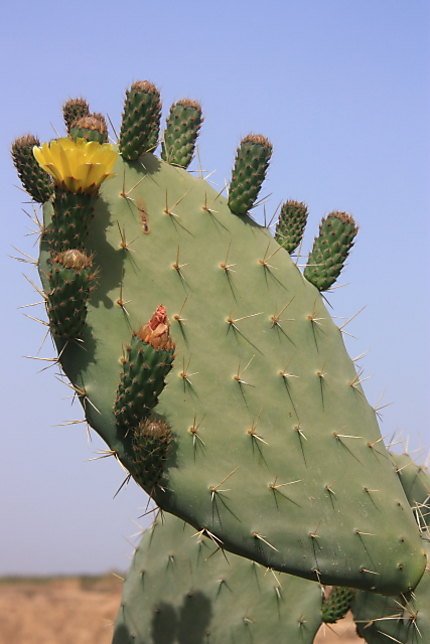 Cactus à Taroudant