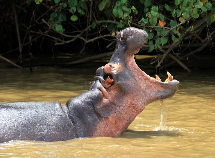 Hippopotame à Santa Lucia, Afrique du Sud