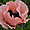 Pavot rose coquet