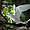 Gygis blanche déployant ses ailes
