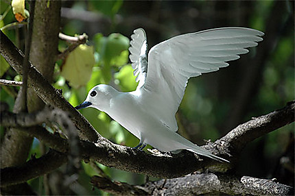 Gygis blanche déployant ses ailes