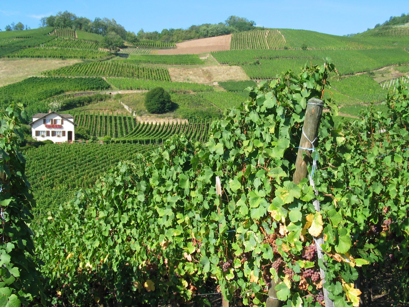 Au coeur du vignoble alsacien Au coeur du vignoble alsacien