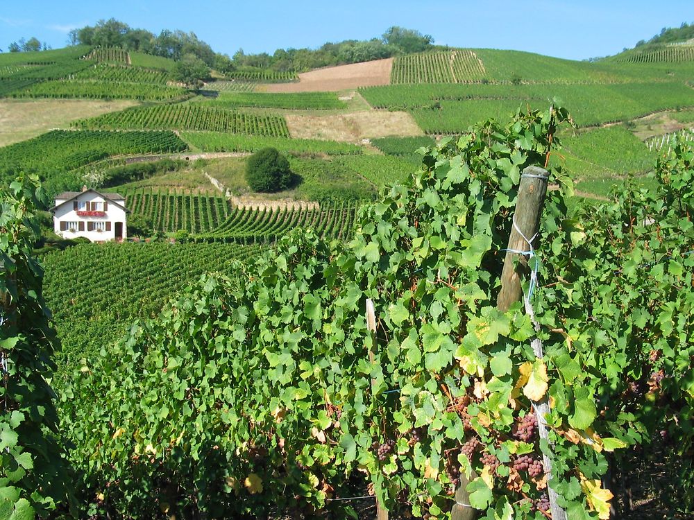 Au coeur du vignoble alsacien