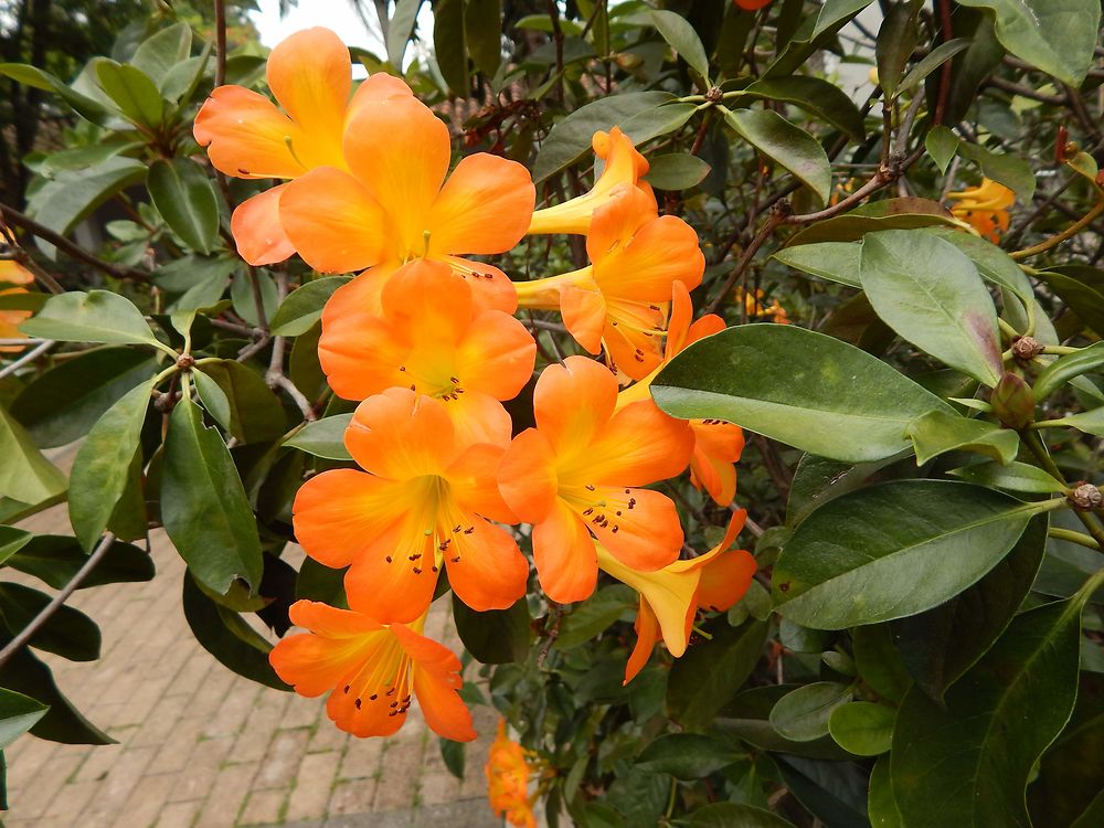 Jardin botanique de Medellin