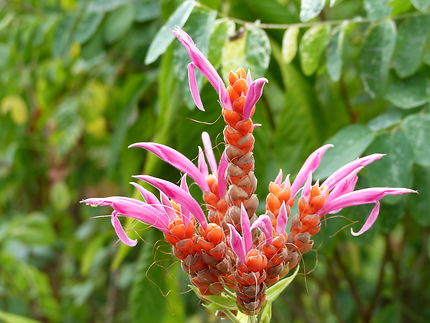 Fleur exotique au jardin botanique de Deshaies