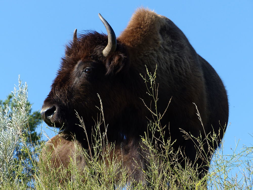 Tête à tête avec un bison