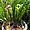 Fleurs carnivores jardin botanique Cornouaille 