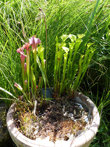 Fleurs carnivores jardin botanique Cornouaille 
