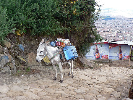 Sur les pentes du Cerro Montserrat Sur les pentes du Cerro Montserrat