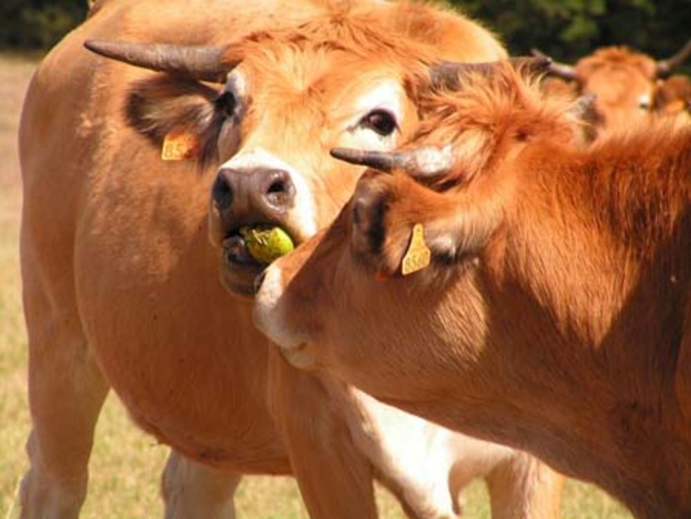 Vaches gourmandes