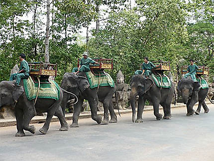 Convoi d'éléphants