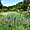 Iris sur plan d’eau jardin botanique 