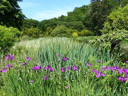 Iris sur plan d’eau jardin botanique 
