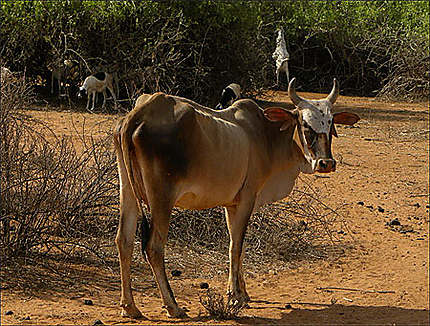 Samburu - suis couleur fauve et vachement belle, non ?