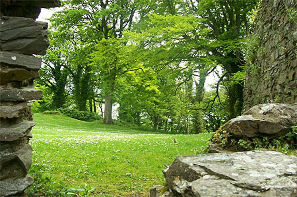 Forêt de Dundrum