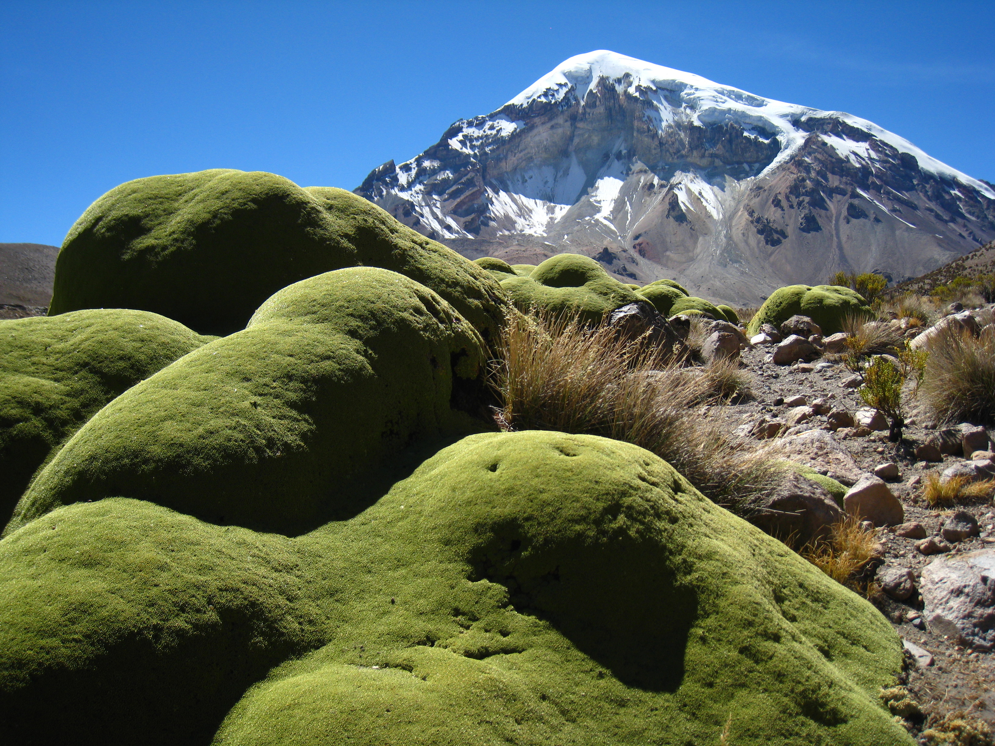 El Nevado Sajama El Nevado Sajama