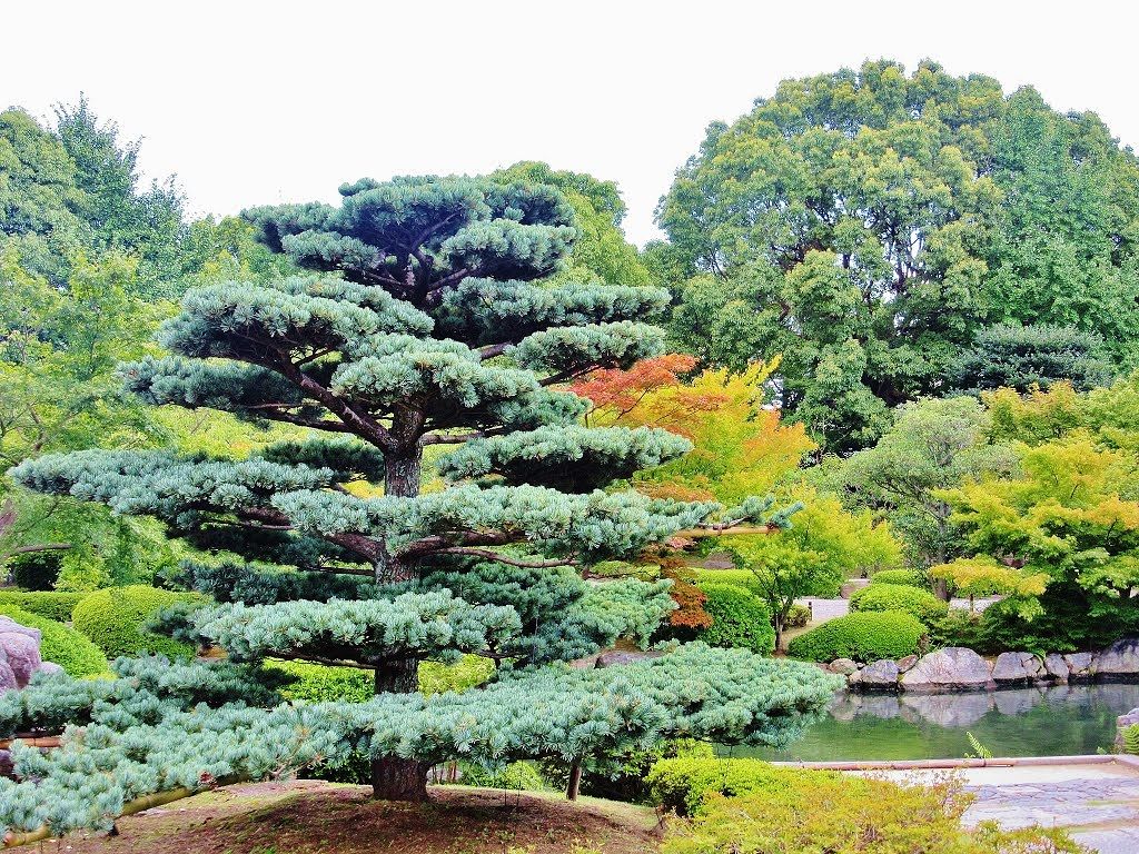 Jardin à Toji temple
