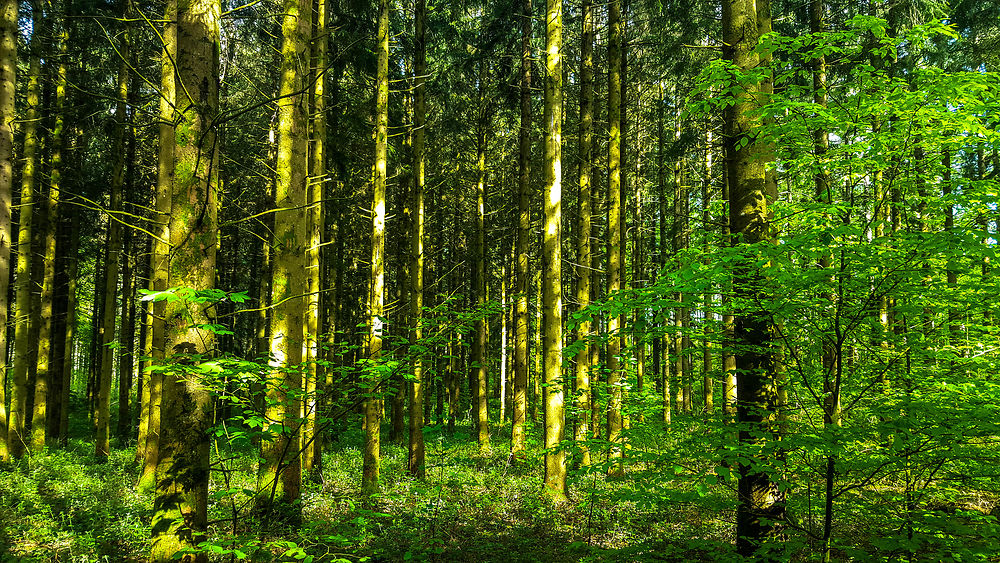 Perdu dans la forêt