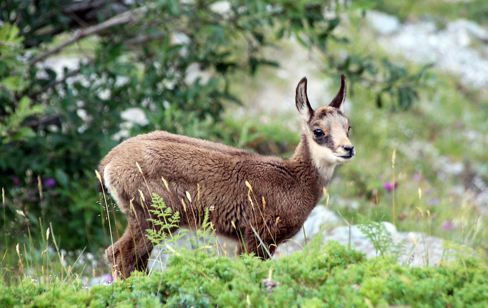 Bébé Chamois au Parc des Ecrins!