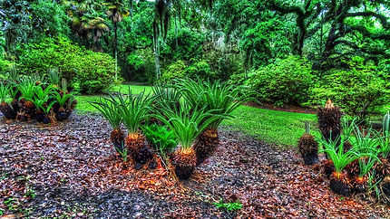 Lafayette jungle gardens