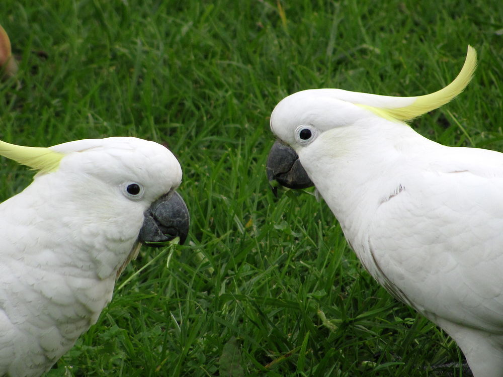 Rencontre au sommet