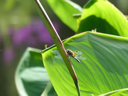 Une libellule prend la pose jardin botanique 