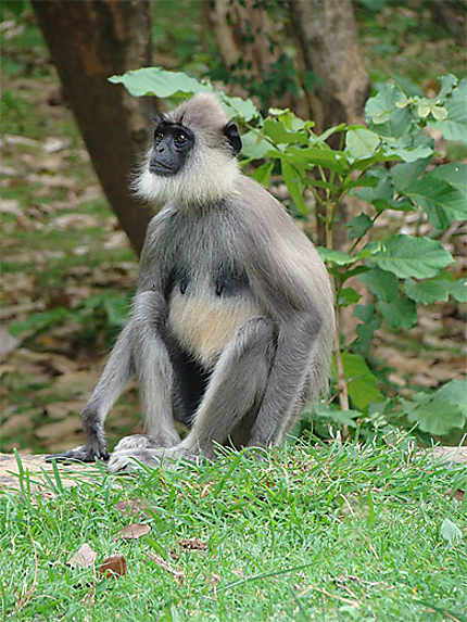 La faune du Sri Lanka