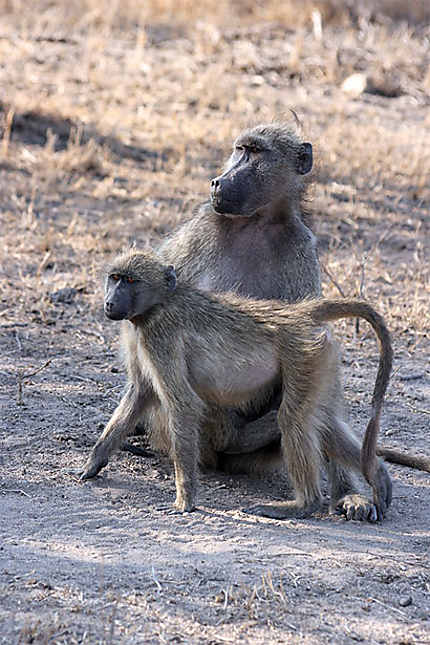 Famille de babouins