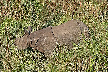 Petitt Rhinoceros dans le parc de Chitwan