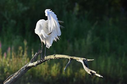 Grande aigrette