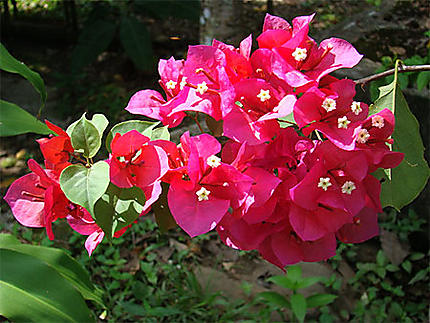 Panama flower